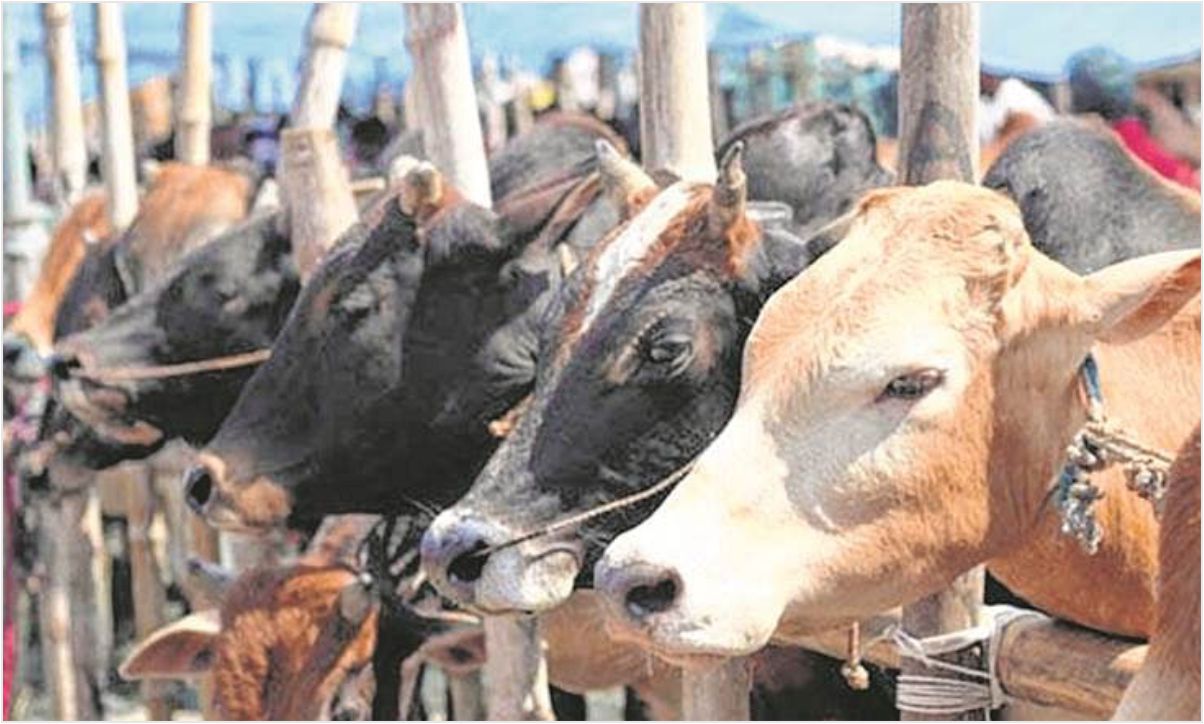 Cow hug day instead of Valentine's days appeals Animal Welfare Board | The  Hindustan Gazette