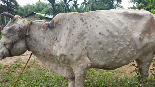 Lumpy skin diseases kill hundreds of cows across India, Rajasthan the most affected