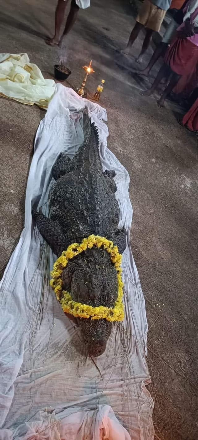 Vegetarian Crocodile Babiya No More