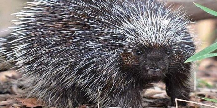 Chikmagalur Two of the four from Tamil Nadu who entered the cave to catch the porcupine died