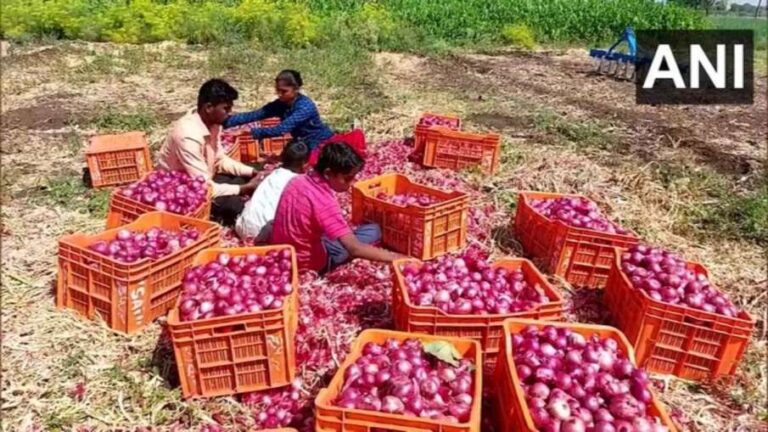 Onion price to increase at the end of August