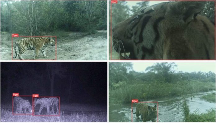 AI-based camera system detects tigers on prowl, sends alerts in 30 seconds